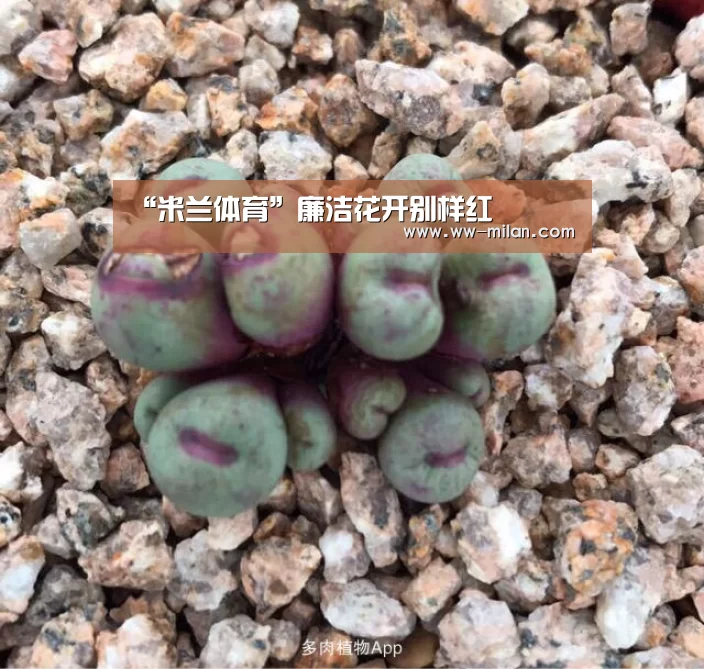 米兰体育官网