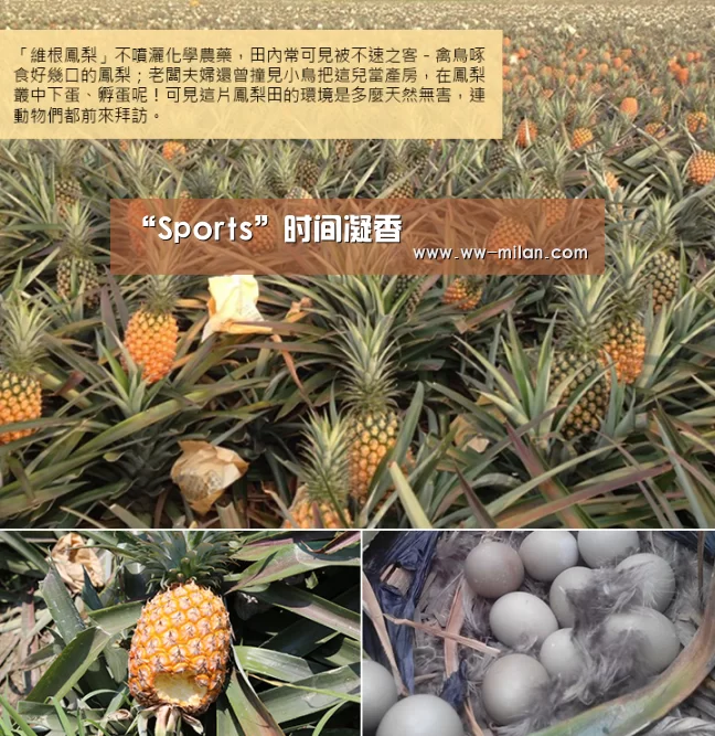 “Sports”时间凝香(图1) “Sports”时间凝香(图1)